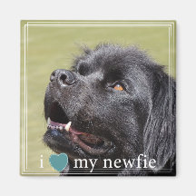Ik hoor mijn Newfie Newfoundland White Border