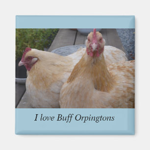 Ik hou van... Buff Orpingtons Chicken Magnet Magneet