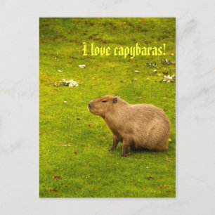 Ik hou van capibara's Ansichtkaart Briefkaart