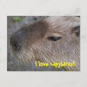 Ik hou van capibara's briefkaart