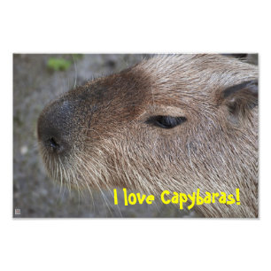 Ik hou van Capybaras! Foto vergroten Afdruk