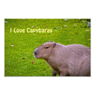 Ik hou van Capybaras foto vergroting Foto Afdruk