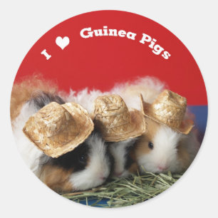 Ik hou van cavia's Stickers