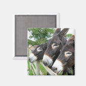 Ik hou van Donkeys! Magneet (Voorkant / Achterkant)