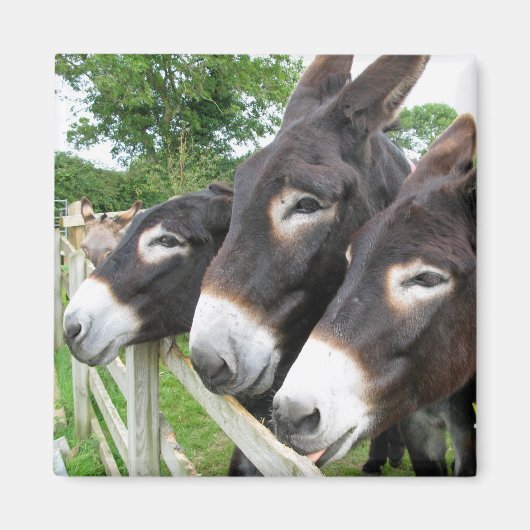 Ik hou van Donkeys! Magneet (Voorkant)