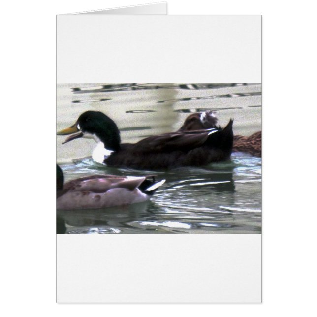 Ik hou van Ducks (Voorkant)