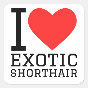 Ik hou van exotische korthaar vierkante sticker