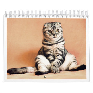 Ik hou van katten kalender 2026