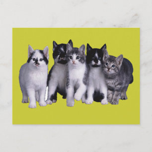 Ik hou van katten van Junglewalk.com Briefkaart
