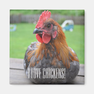 Ik hou van kippen... Zwarte koper Maran Roo Magnet Magneet