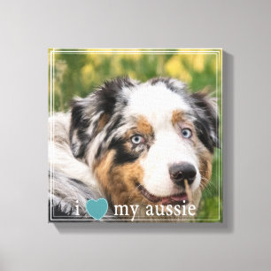 Ik hou van mijn Aussie Australian Shepherd White B Canvas Afdruk