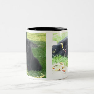Ik hou van mijn Chows & Coffee Black Tweekleurige Koffiemok
