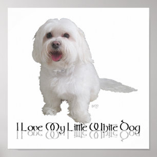 Ik hou van mijn kleine witte hond - Havanese Poster