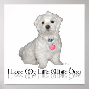 Ik hou van mijn kleine witte hond - Maltese ! Poster