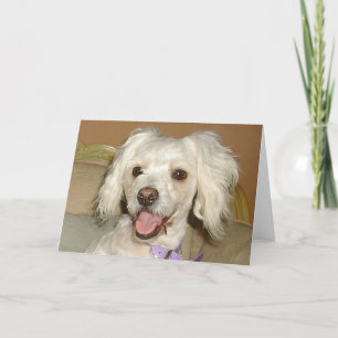 Ik hou van mijn kleine witte hond Poodle / Bichon  Kaart
