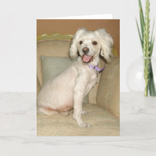 Ik hou van mijn kleine witte hond Poodle / Bichon Kaart