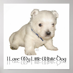 Ik hou van mijn kleine witte hond - Westie Puppy Poster