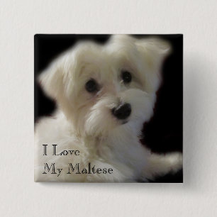 Ik hou van mijn Maltese Button
