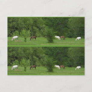 Ik hou van paarden! Bookmarkers - Aanpassen! Briefkaart