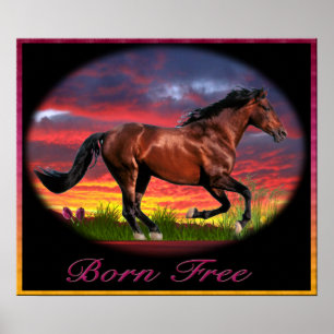 Ik hou van paarden poster