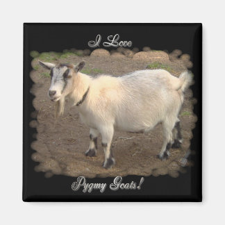 Ik hou van Pygmy Goats magneten