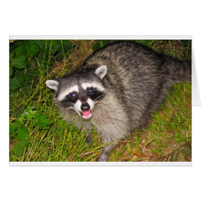 Ik hou van Raccoons! (Voorkant Horizontaal)