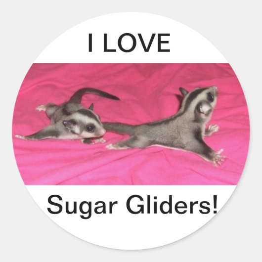 IK HOU VAN Sugar gliders! STICKER (Voorkant)