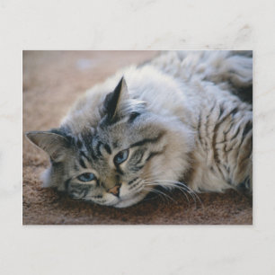 Ik kan je voetstappen horen - kat kaart