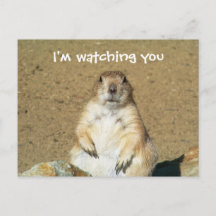 "Ik kijk naar je" Prairie Dog Briefkaart