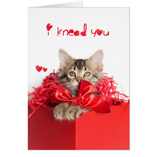 Ik knead jou Kitten (Voorkant)