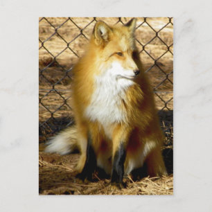 "Ik kom Elizabeth!" ...Nee, niet dat Redd Foxx Briefkaart