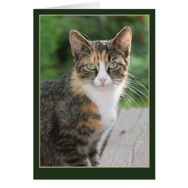 Ik kwam... Ik heb gezuiverd (Voorkant)