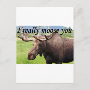 Ik maak je echt druk: Alaskan moose Briefkaart