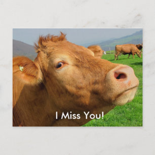 "Ik mis je" Grappig Koe briefkaart