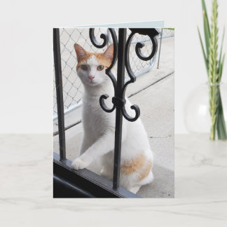 Ik Mis Jou Kat Kaart