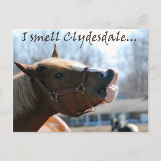 Ik ruik clydesdales briefkaart