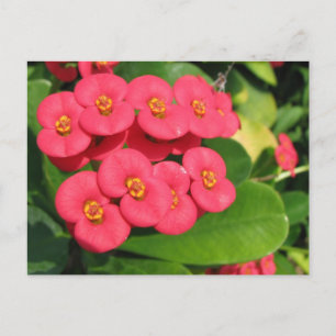 Ik weet niet welke bloem dit is briefkaart