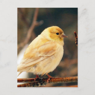 Ik zie Lente Briefkaart