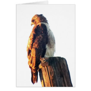 "Il n'est pas asse'à être bon….Le" faucon du