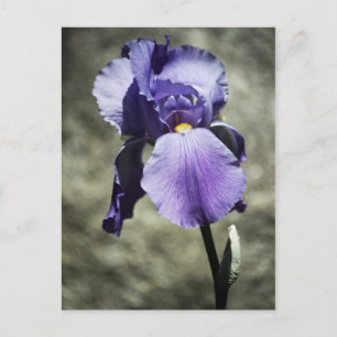 Il y a une carte postale de beauté