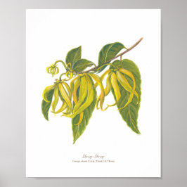 Ilang-Ilang (Cananga odorata) Ph Forest Blooms Poster