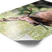 Ile d'orignal photo 6x4 (Coin)