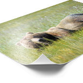 Ile photo 6x4 de grizzlis (Coin)