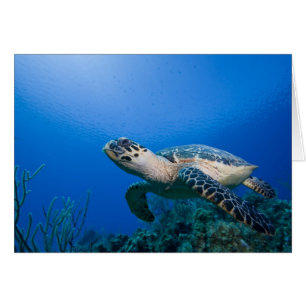 Îles Caïmans, Little Cayman Island, Sous l'eau 2