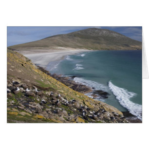 Îles Falkland, Malouines occidentales, Saunders