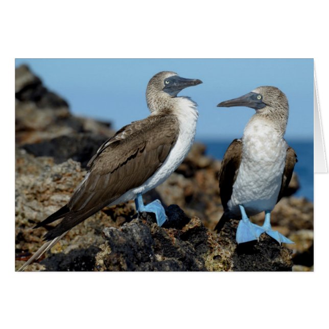 Îles Galapagos, île Isabela (Devant horizontal)