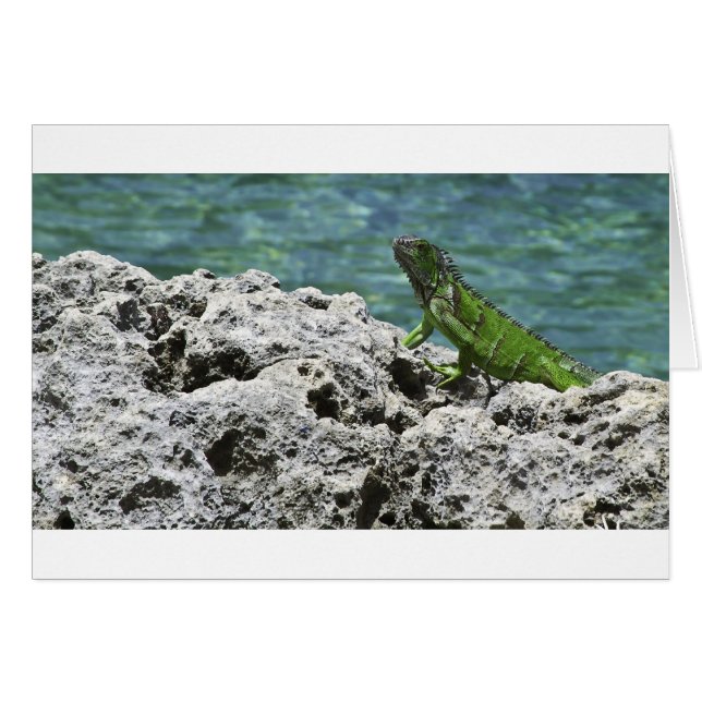Îles Grand Cayman Green Iguana (Devant horizontal)