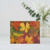 Illinois Autumn Feuilles carte postale (Debout devant)