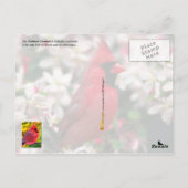 Illinois State Bird - Northern Cardinal Briefkaart (Achterkant)