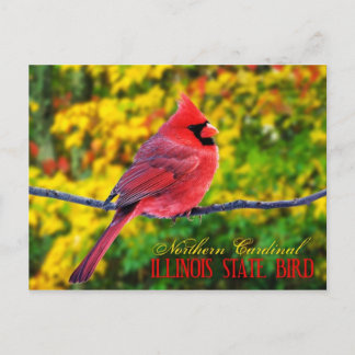 Illinois State Bird - Northern Cardinal Briefkaart